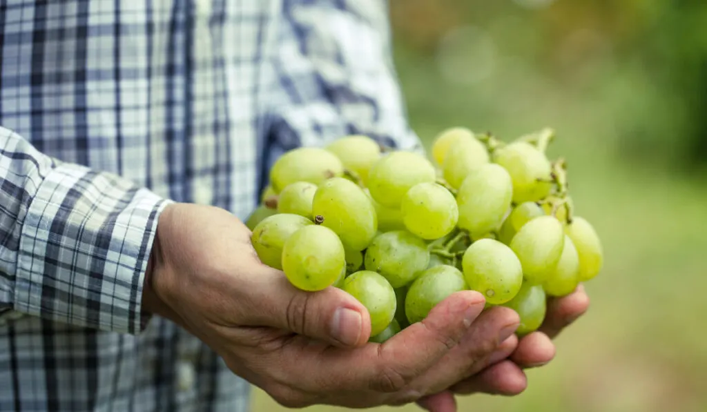 man's hand holding fresh green grapes 
