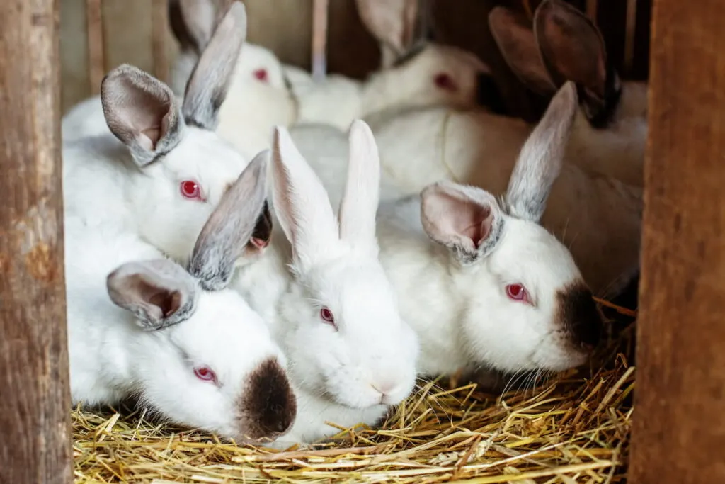 many young white and black rabbits