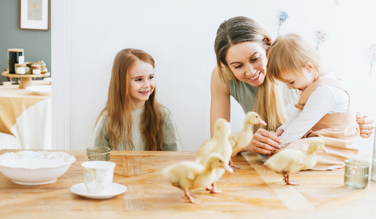 Ducks as Indoor Pets Tips and Tricks Farmhouse Guide