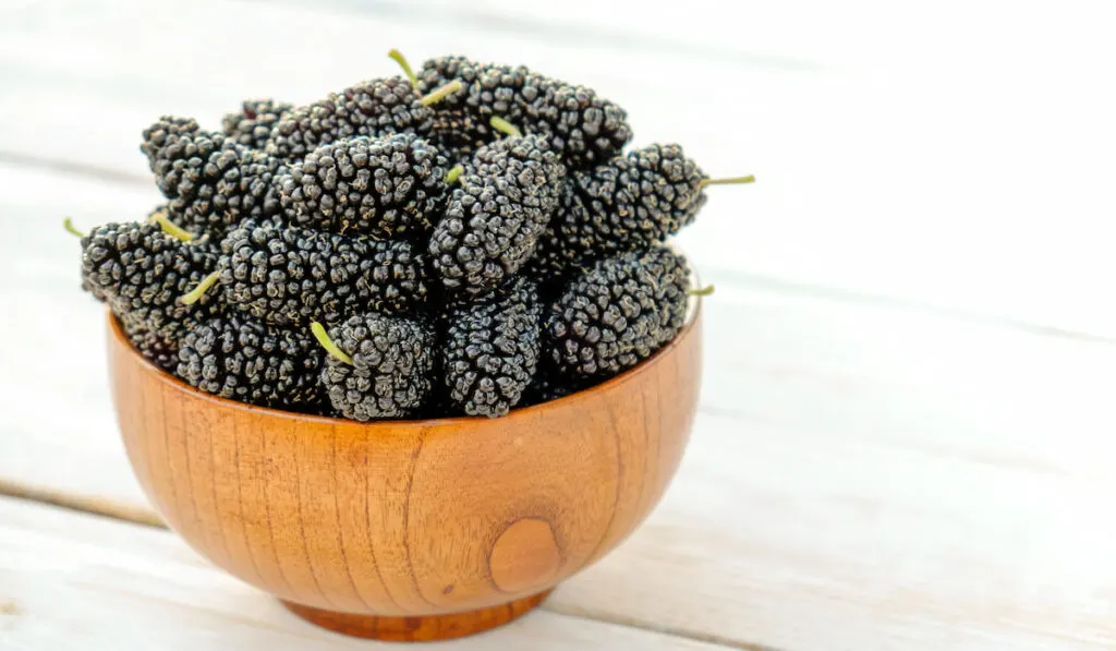 mulberries in wooden bowl white background
