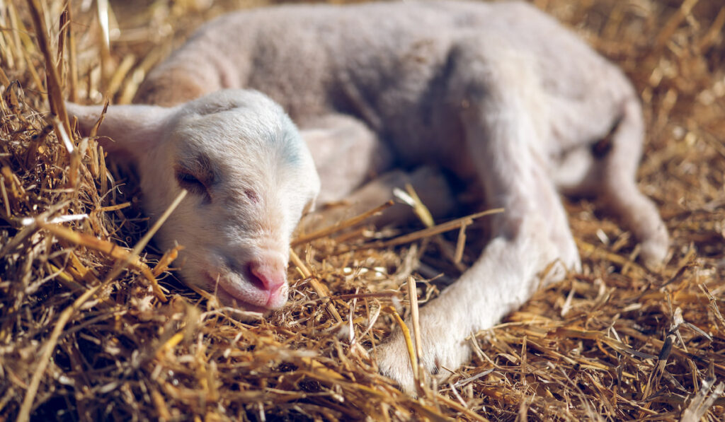 newborn lamb resting on hay in farm 
