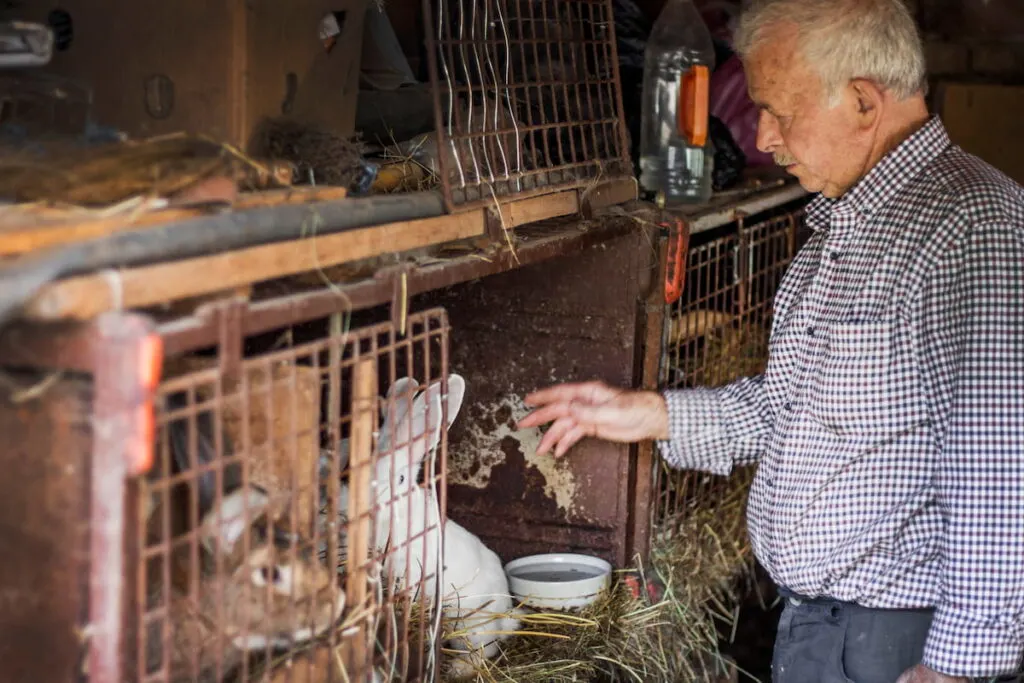 old man feeding rabbits in cages 