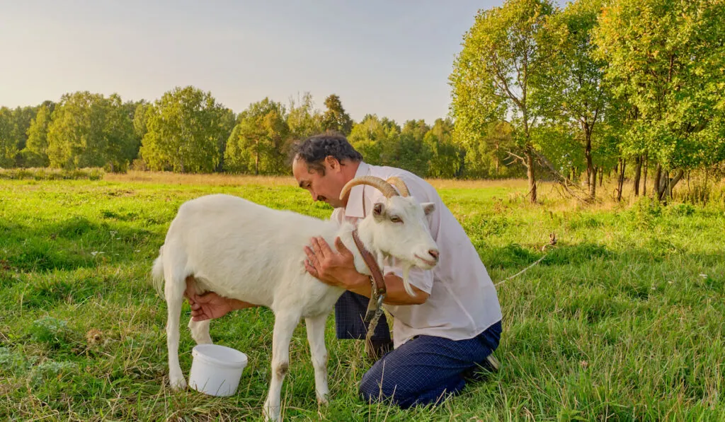 old man milking white goat on a meadow 