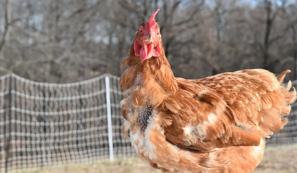 orange chicken molting 