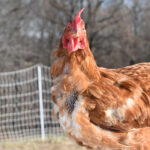 9 Signs Your Chicken May Be Molting