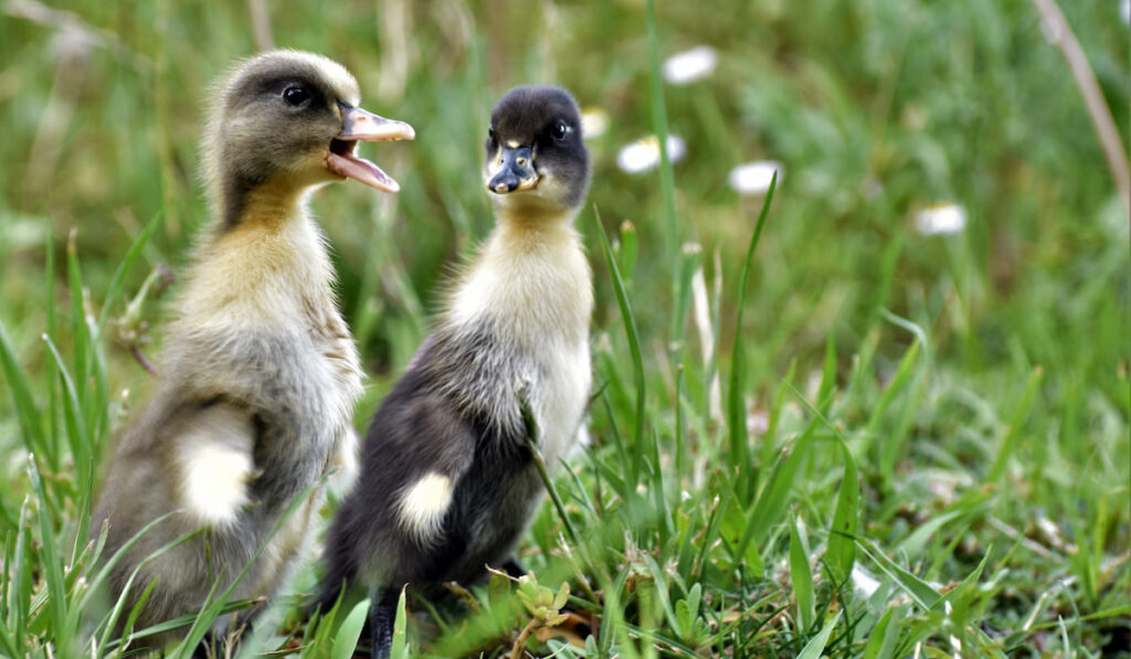 pair of ducklings standing on grass field