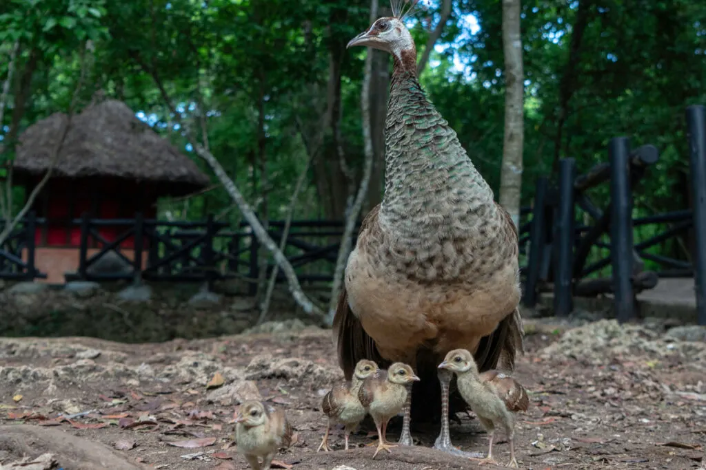 peachick and their mother on the farm 