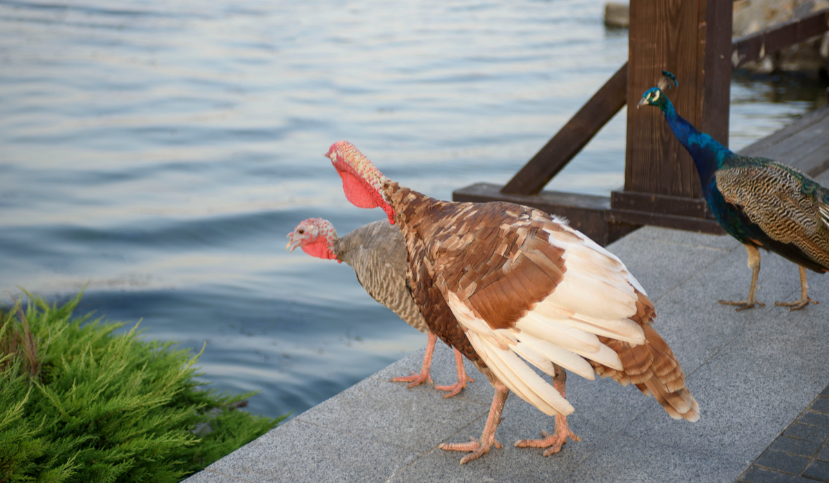 Can Peacocks and Turkeys Live Together? Farmhouse Guide