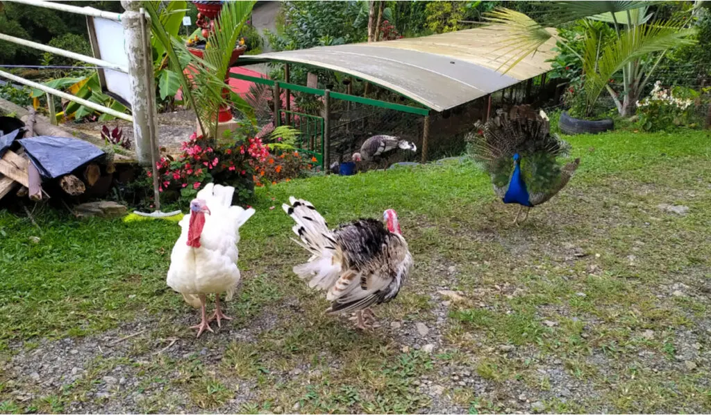 peacock and turkeys in the farm