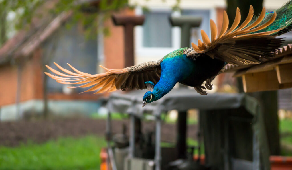 peacock flying from rooftop 
