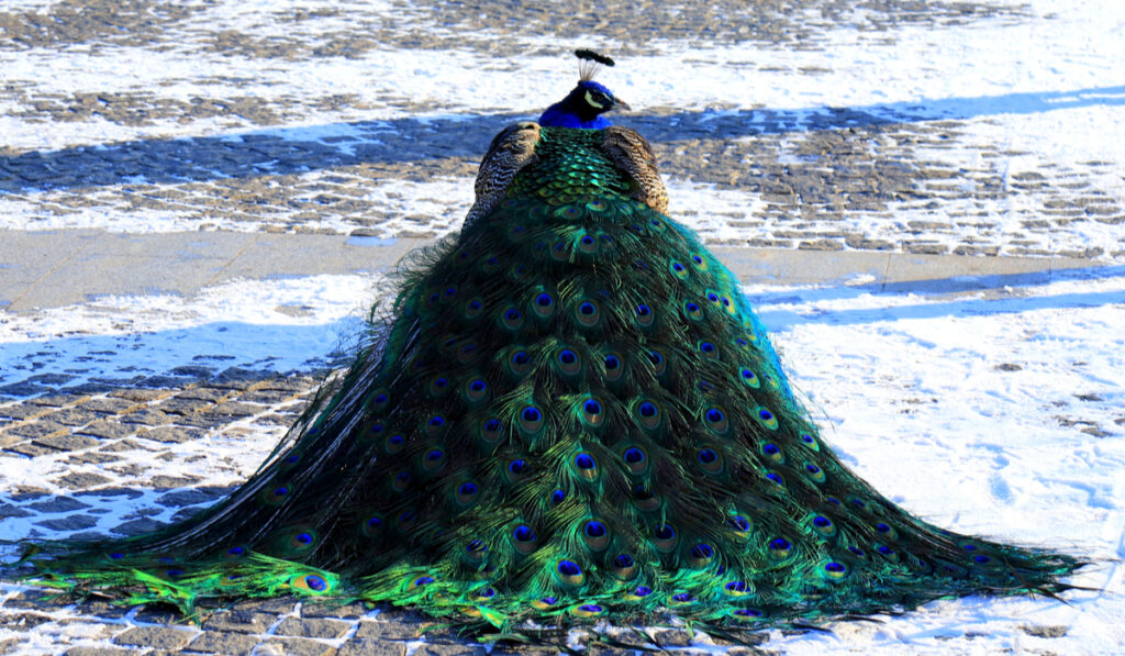 peacock showing its beautiful tail feathers on the road during winter 