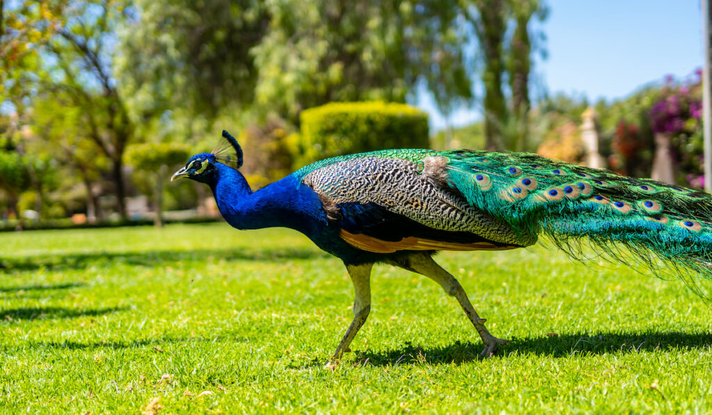 peacock walking in the park