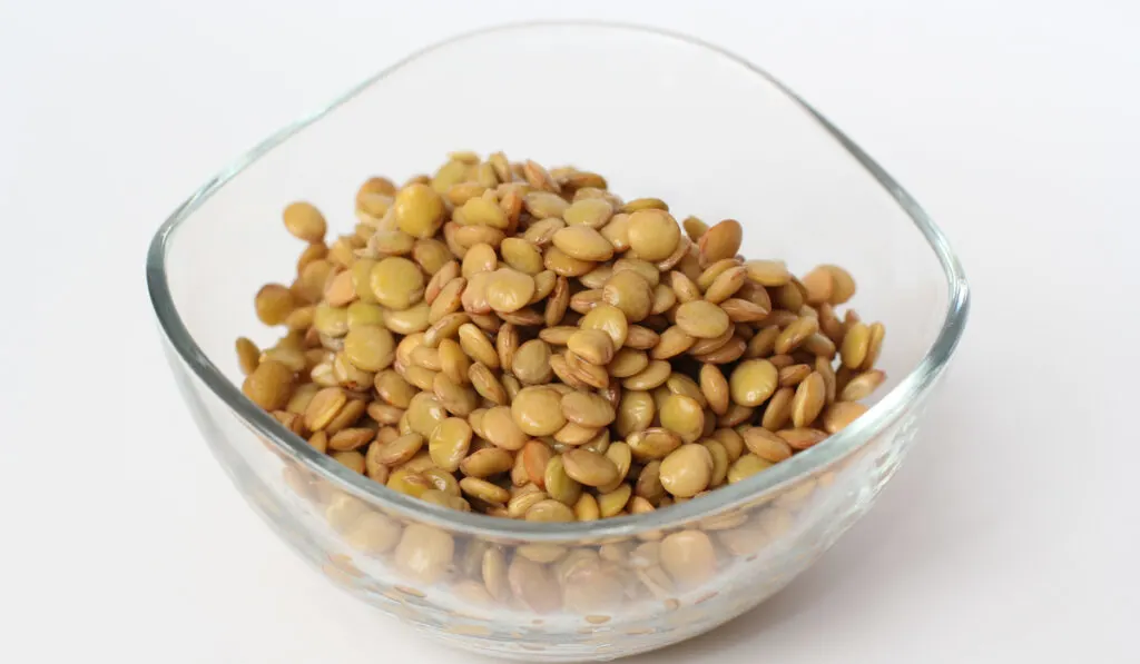 photo of lentils after soaking in water 