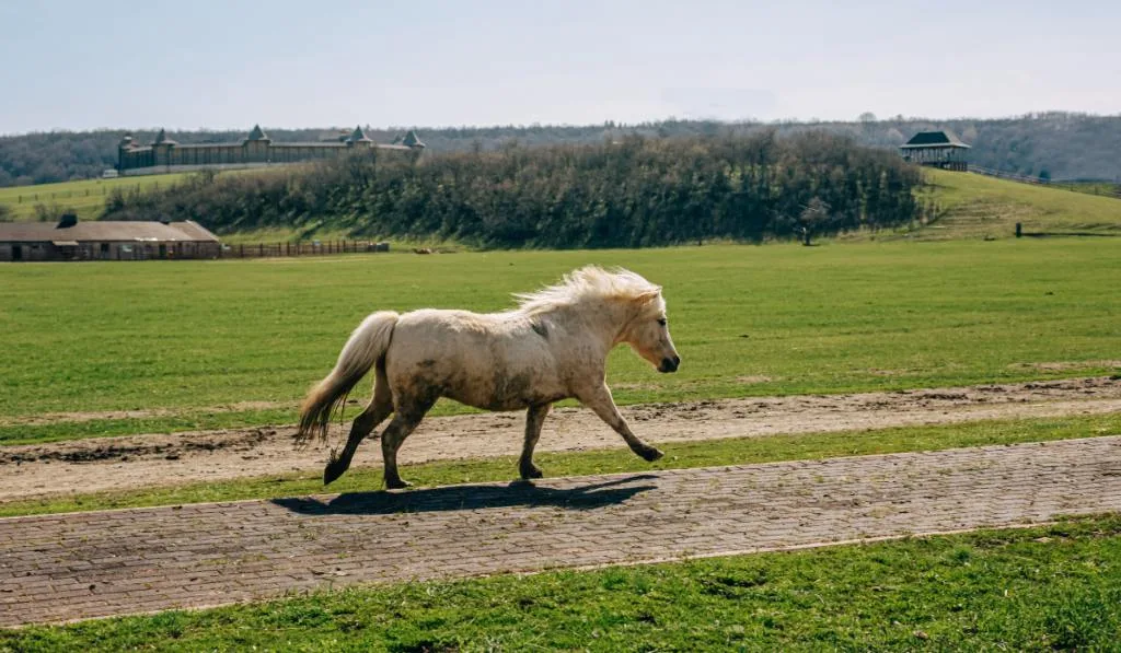 pony running in  the field 