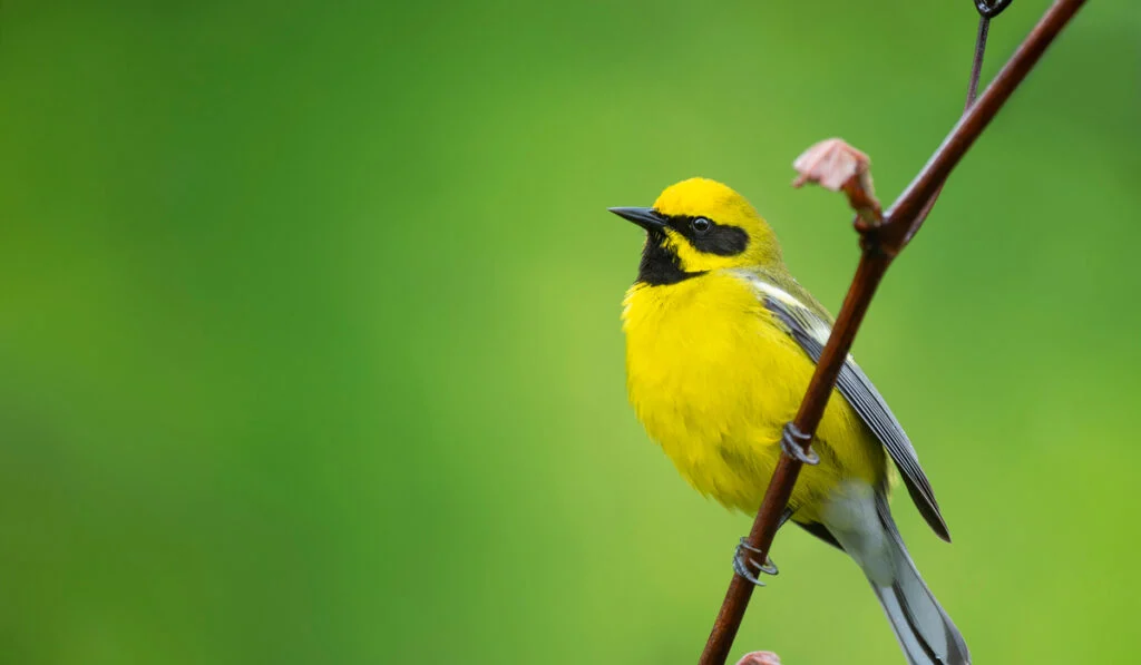 portrait hybrid lawrence warbler on bright green background