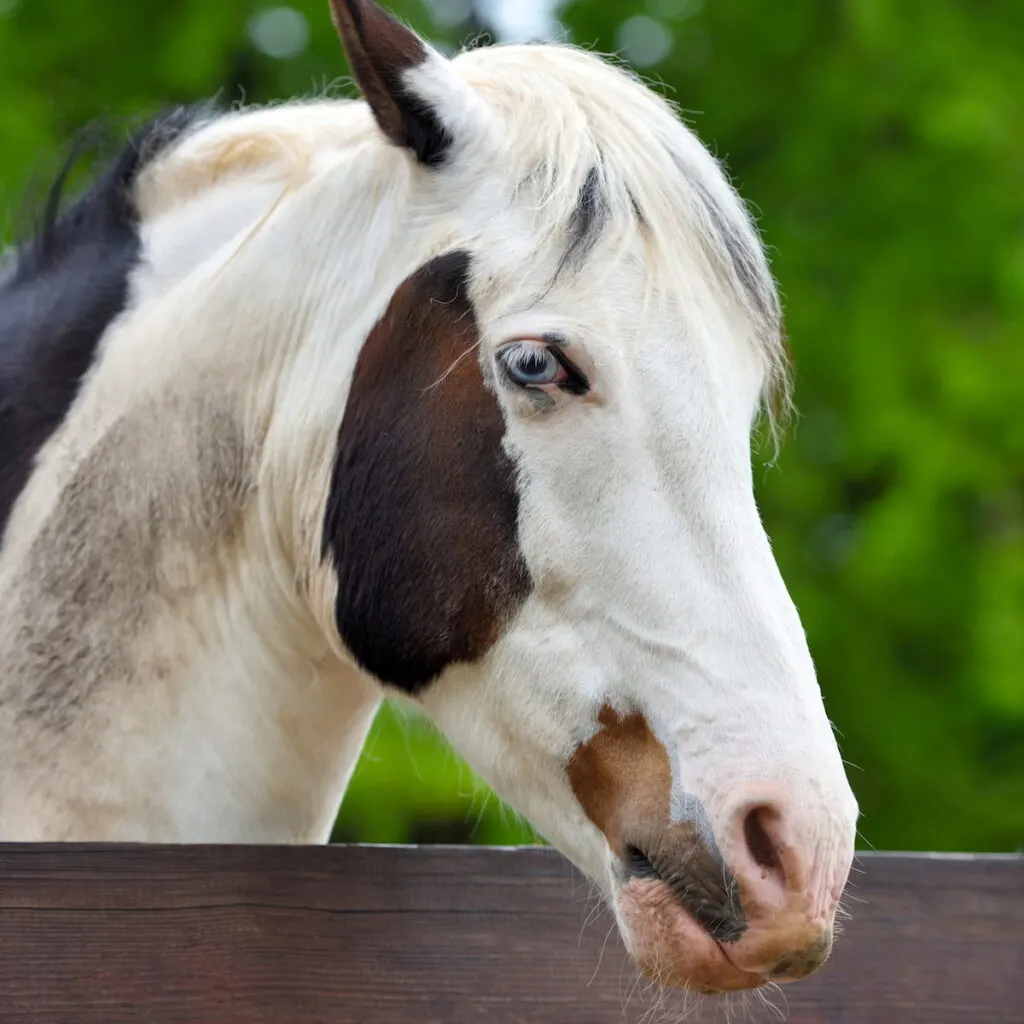 portrait of a horse with white eyes