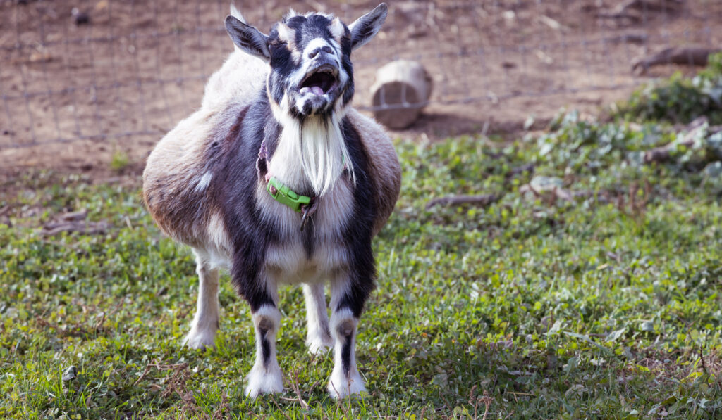 portrait of an old pregnant farm goat 