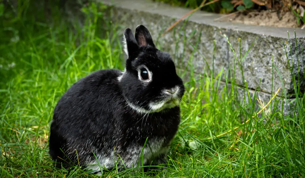 portrait of cute Netherland Dwarf Rabbit on grass field