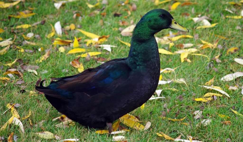 portrait of domestic black Cayuga Duck 