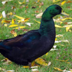 9 Quietest Duck Breeds