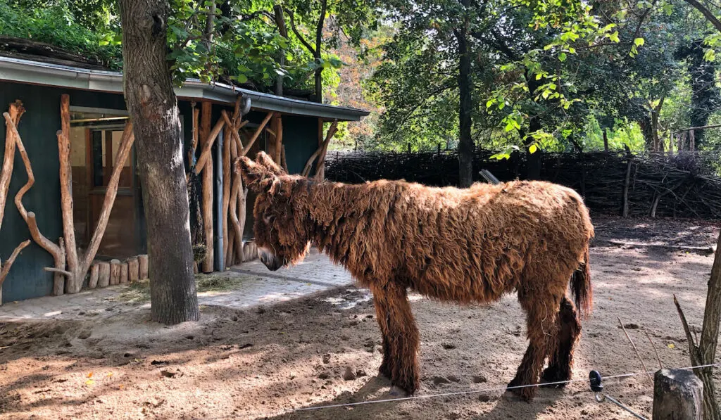 portrait of donkey standing 