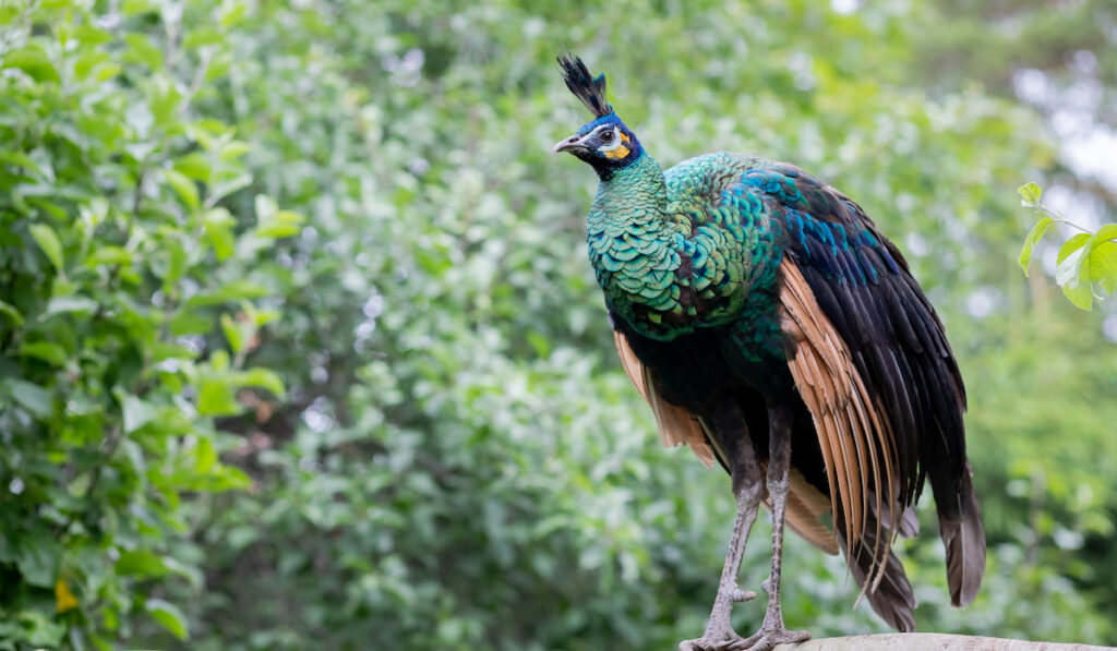 portrait of indian peafowl foraging through the park