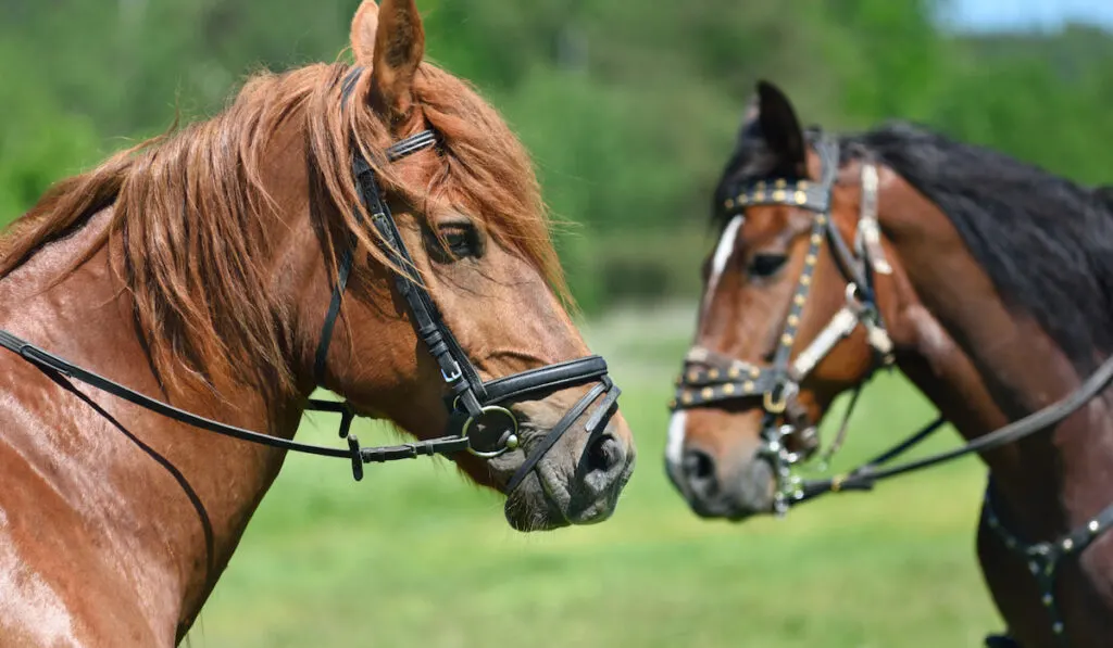 portrait of male and female horses 