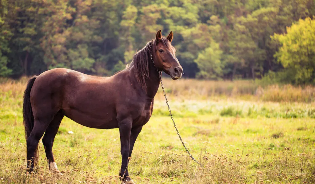portrait of quarter horse on nature background 