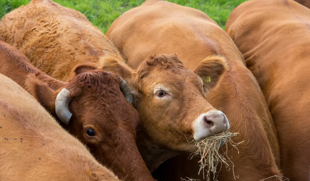 pregnant cow and other cows eating grass together 