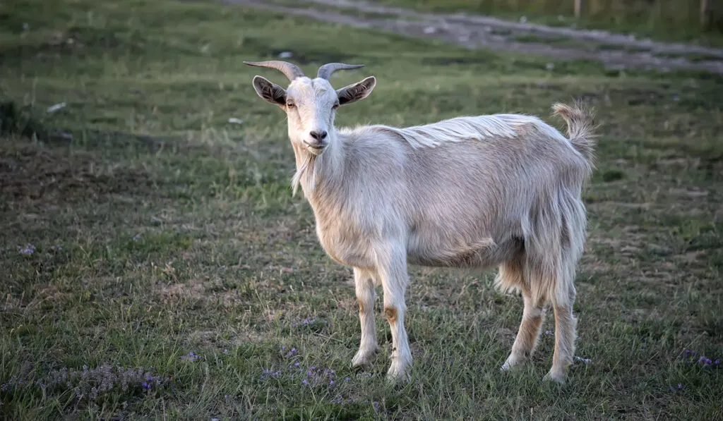 pregnant goat standing on meadow 