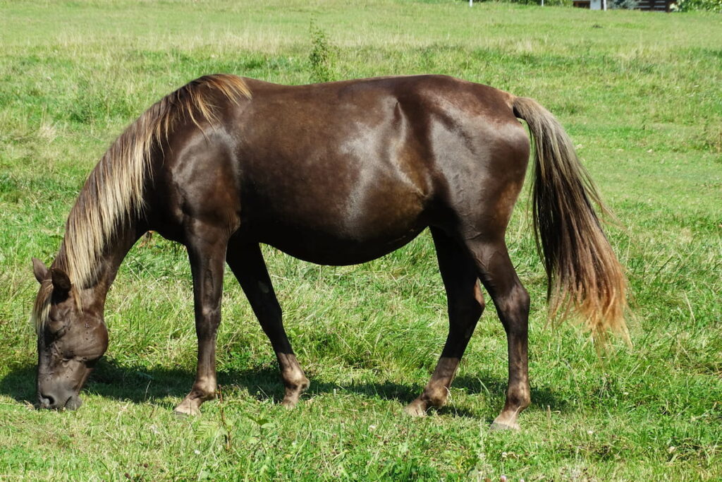 pregnant mare on grassland