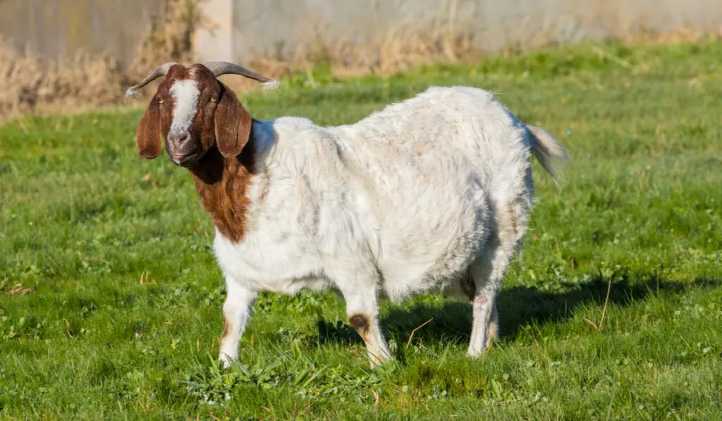 pregnant white goat on meadow