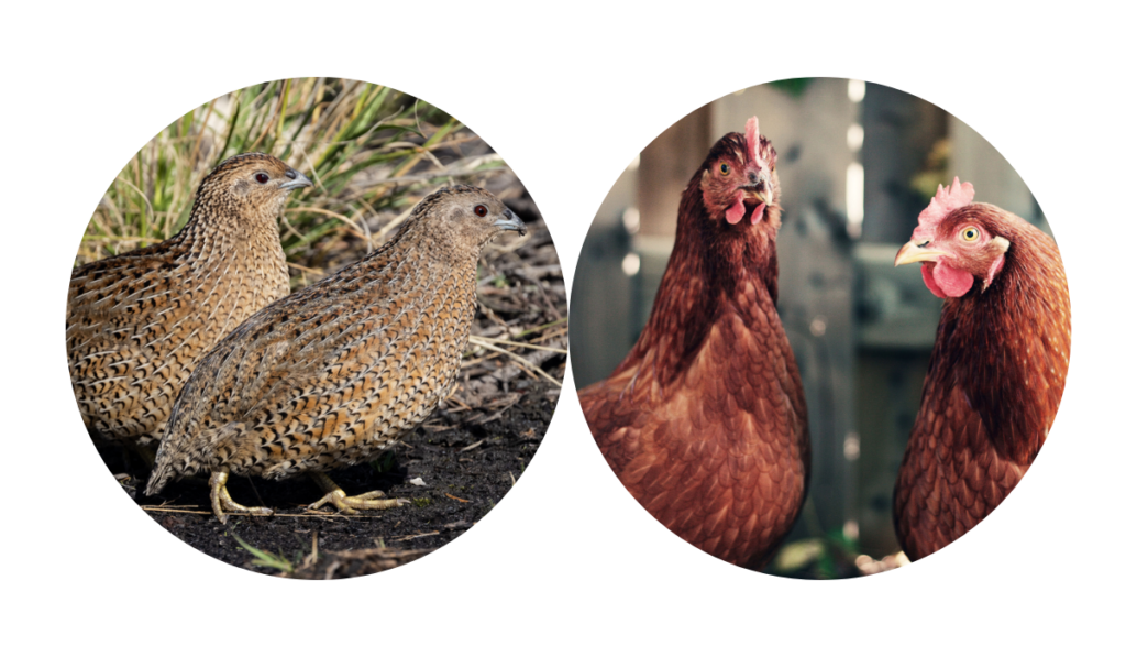 quail and chicken on separate photos