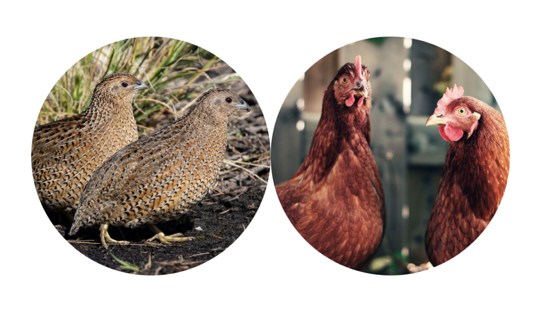Can Quail Live With Chickens? Farmhouse Guide
