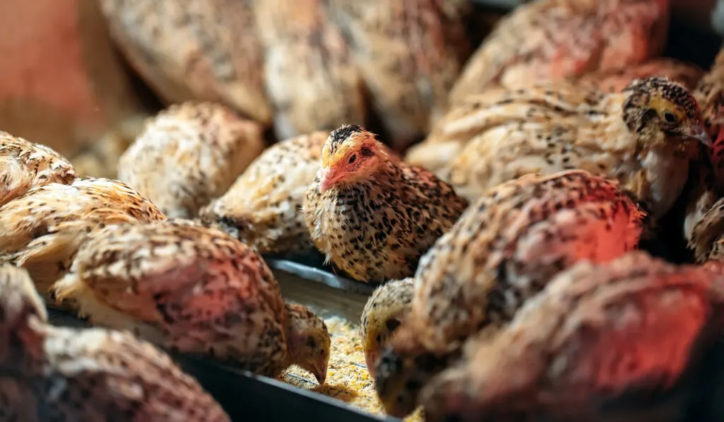 quail chicks feeding on the farm 