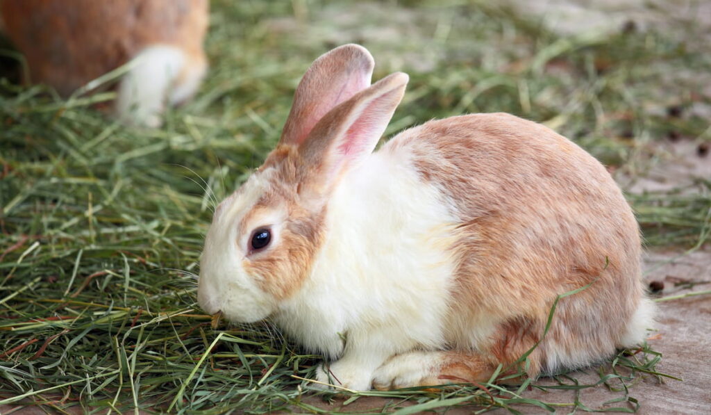 rabbit with grass food 