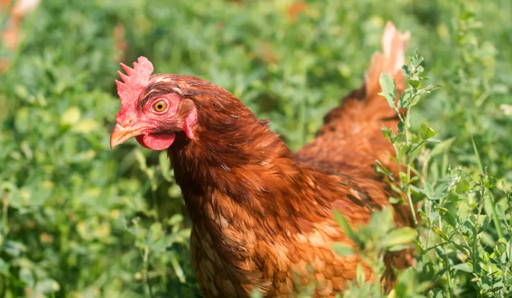 raised chickens feeding in a field