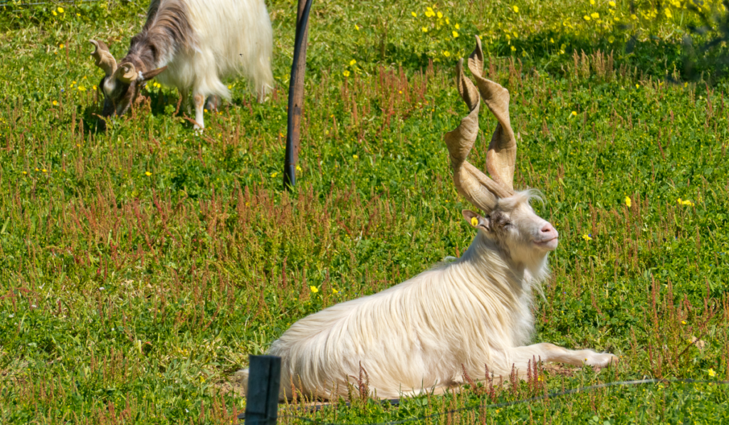 Girgentana goat sitting on the grass