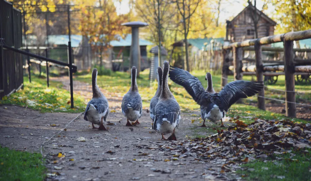 rear view of group of geese walking