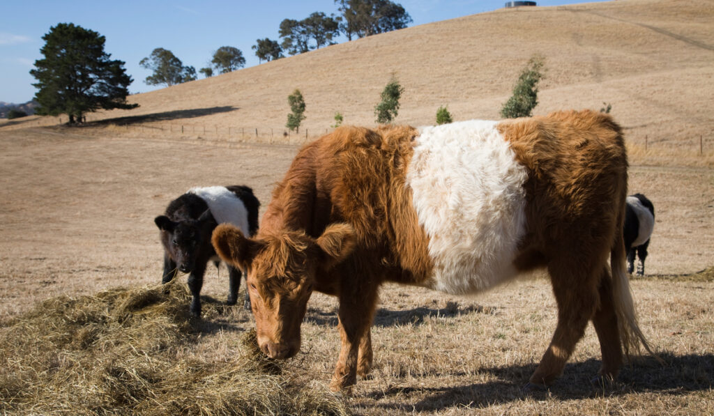 Three Belted Galloway on the farm field 
