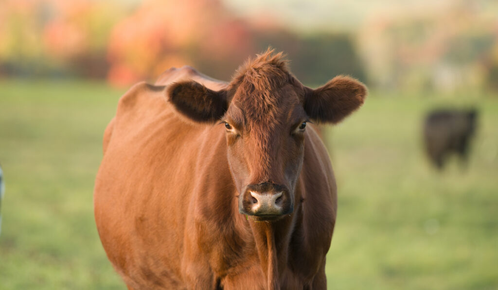 red angus cow portrait blurry background 