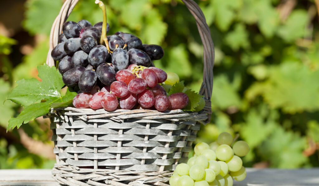 red violet and green fresh grapes in a basket