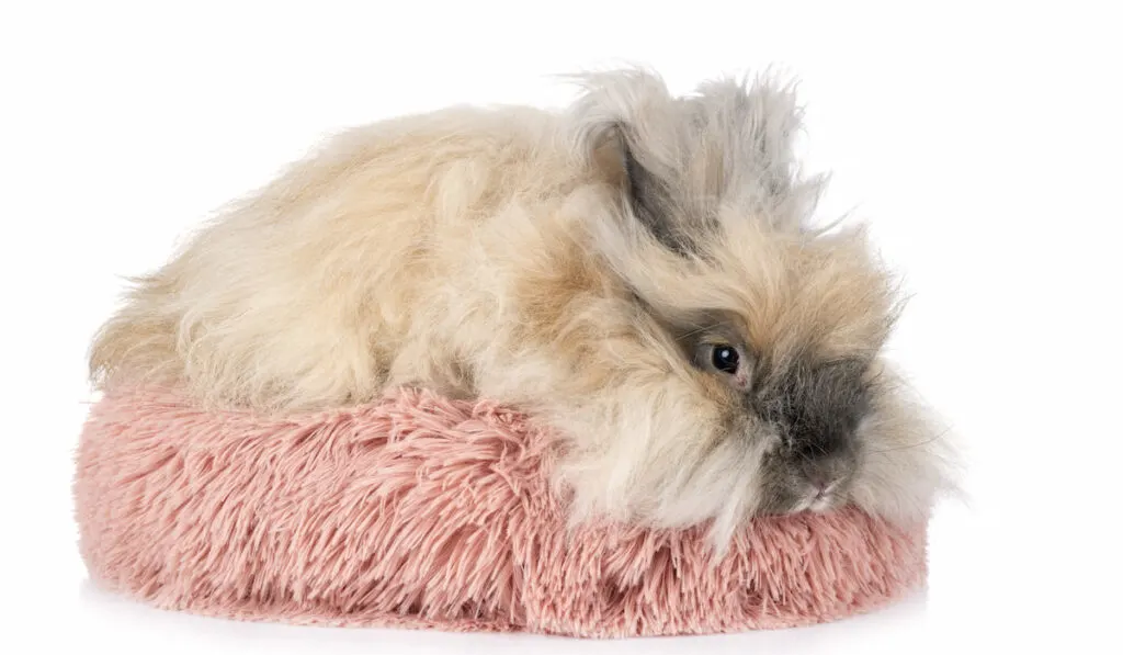 resting English Angora rabbit on furry pillow