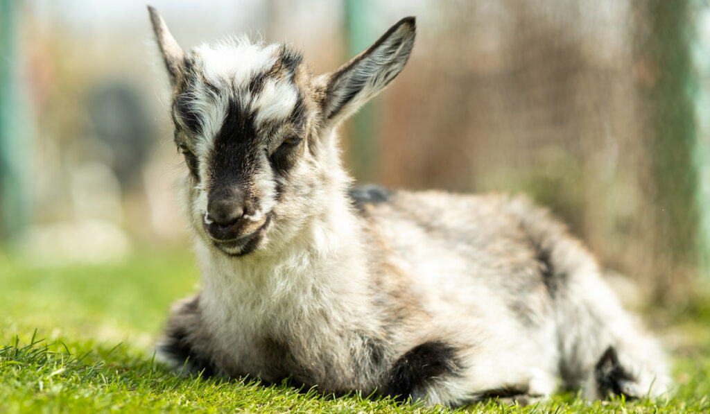resting baby goat on farm yard 