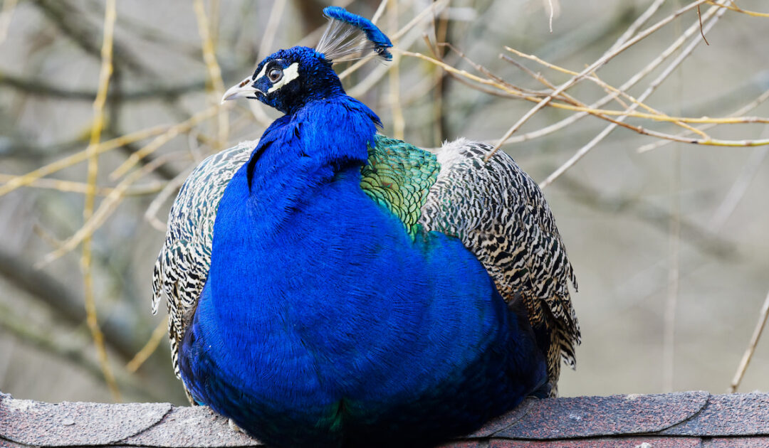 Can Peacocks Eat Bananas? Farmhouse Guide