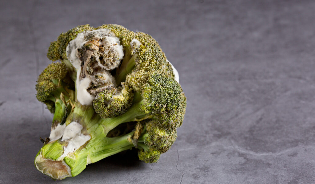 rotten broccoli with mold on stone gray background 
