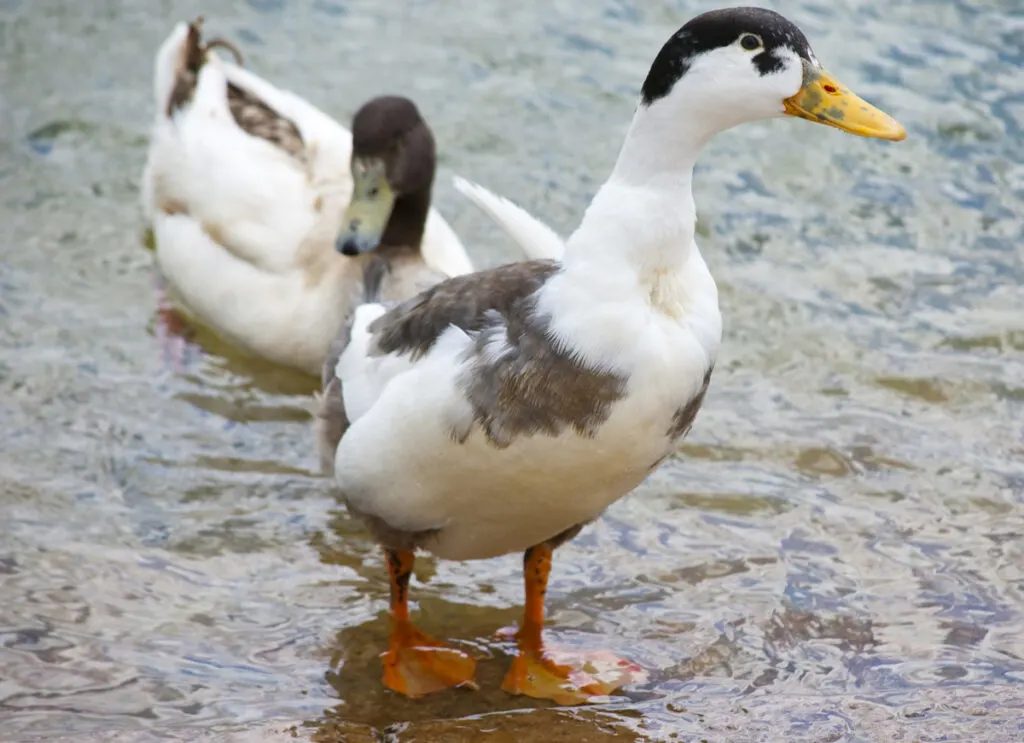 walking magpie duck