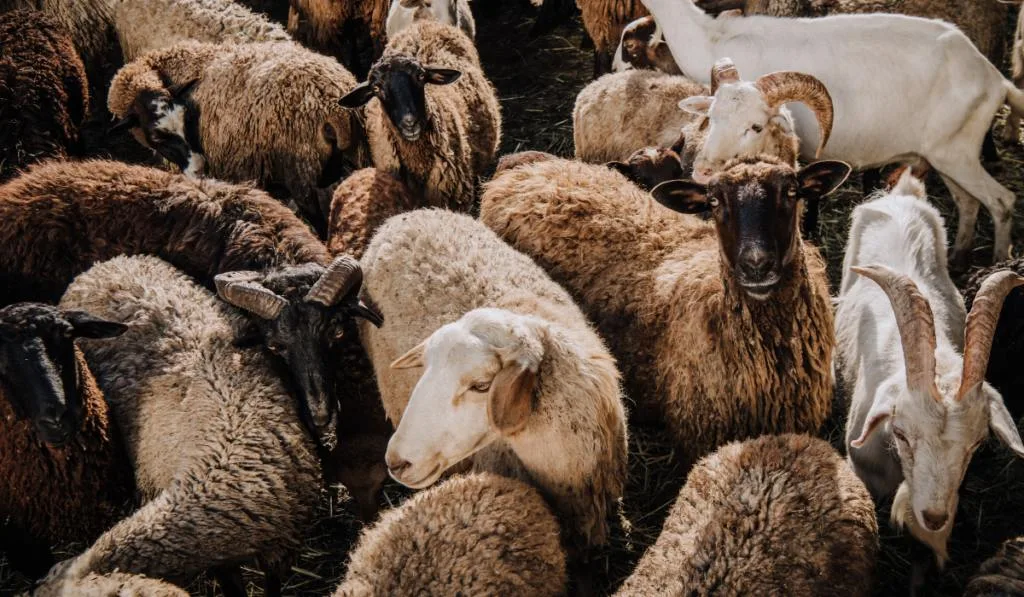 selective focus of herd of sheep and goats grazing in corral at farm
