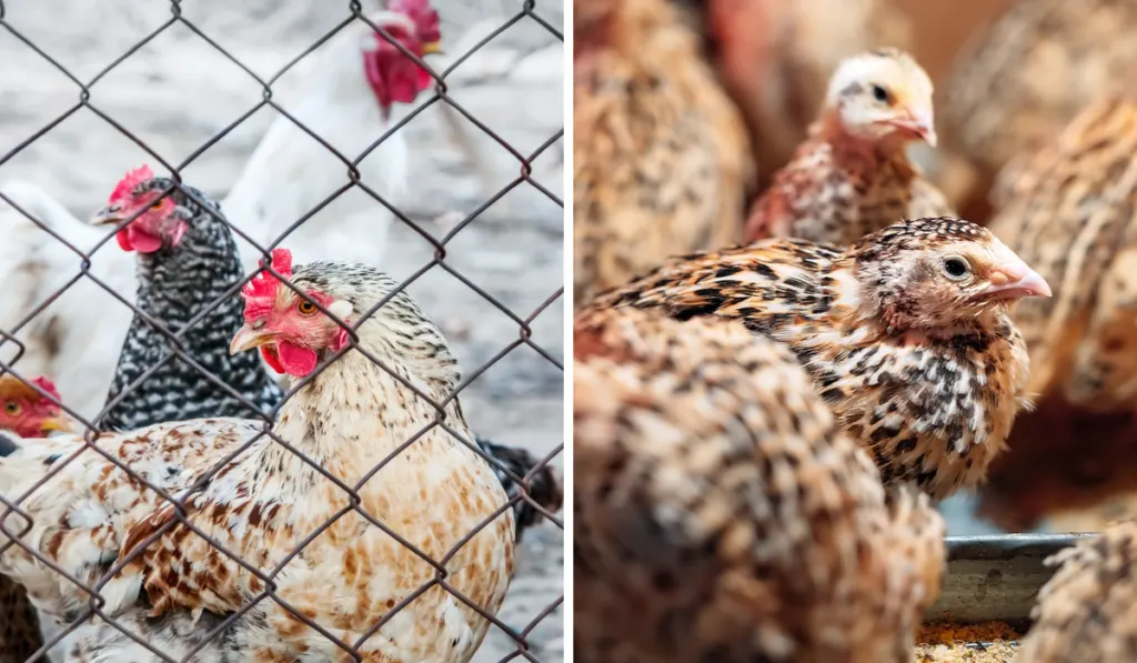 separate cells of chickens and quails 