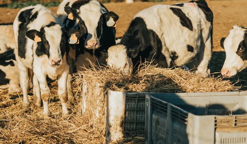 set of heifer eating straw outside the cow farm